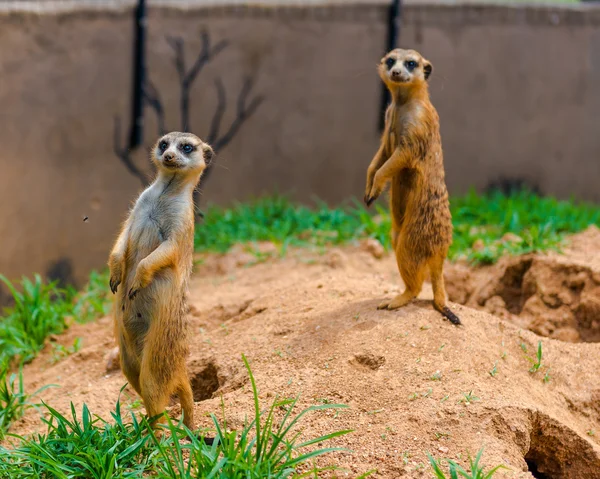 Erdmännchen, suricata. Südafrika. — Stockfoto