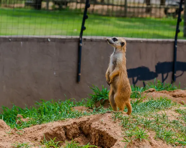 Meerkat, Suricata. África do Sul . — Fotografia de Stock