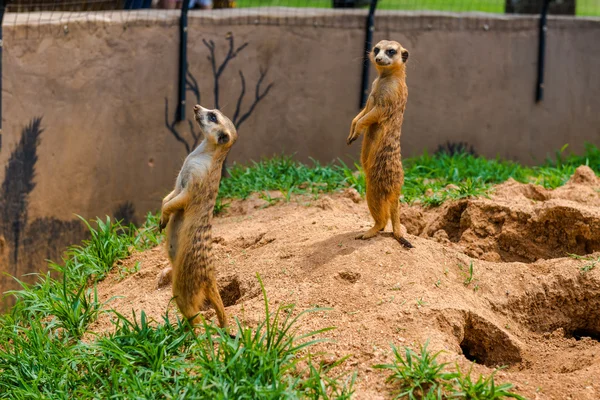 Meerkat, Suricata. África do Sul . — Fotografia de Stock