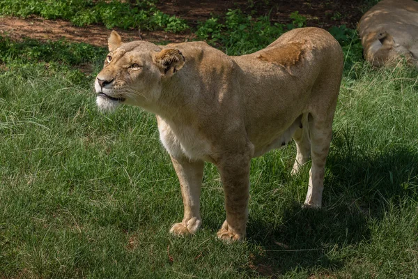 White Lions, South Africa. — Stock Photo, Image