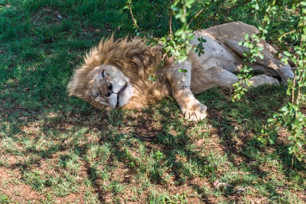 White Lions, South Africa. — Stock Photo, Image