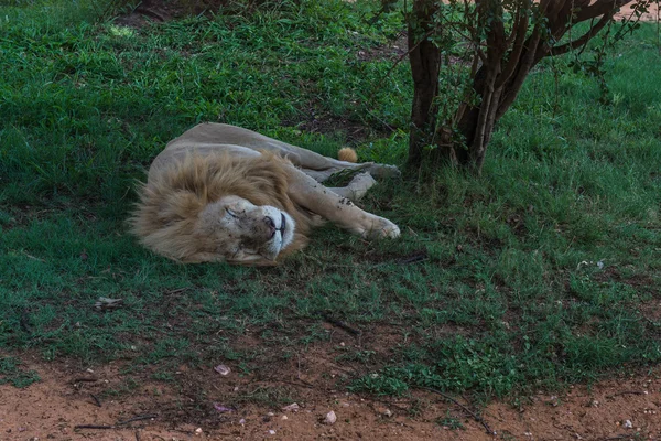 Белые львы, ЮАР . — стоковое фото