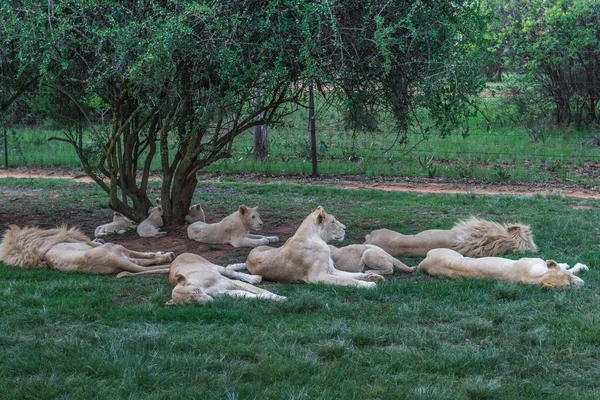 Beyaz Aslan, Güney Afrika. — Stok fotoğraf