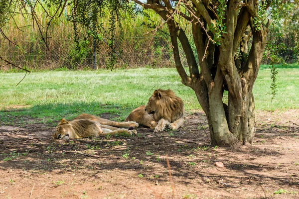 Weiße Löwen, Südafrika. — Stockfoto