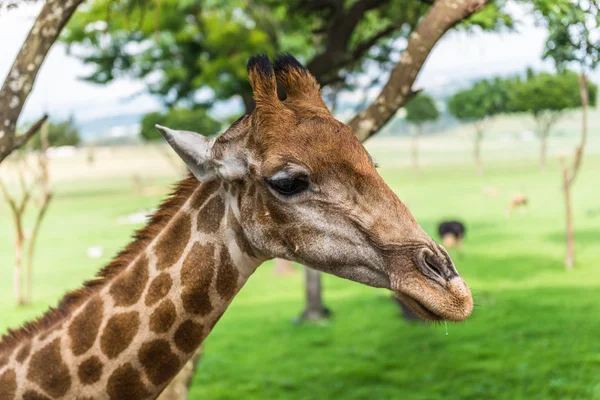 Jirafa. Sudafrica . — Foto de Stock