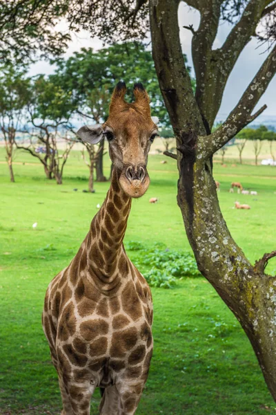 Girafa. África do Sul . — Fotografia de Stock