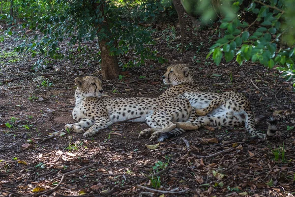 Cheetahs.  South Africa. — Stock Photo, Image