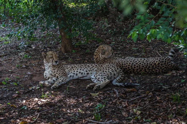 Cheetahs. África do Sul . — Fotografia de Stock