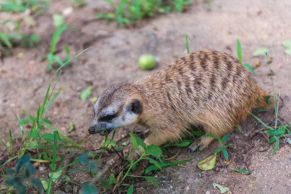 Szurikáta, Suricata. Dél-Afrika. — Stock Fotó