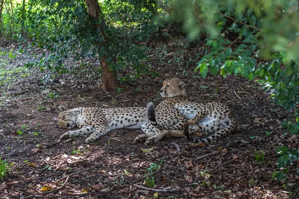 Cheetahs. África do Sul . — Fotografia de Stock