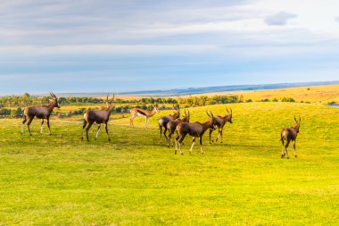 Antilop. Güney Afrika.