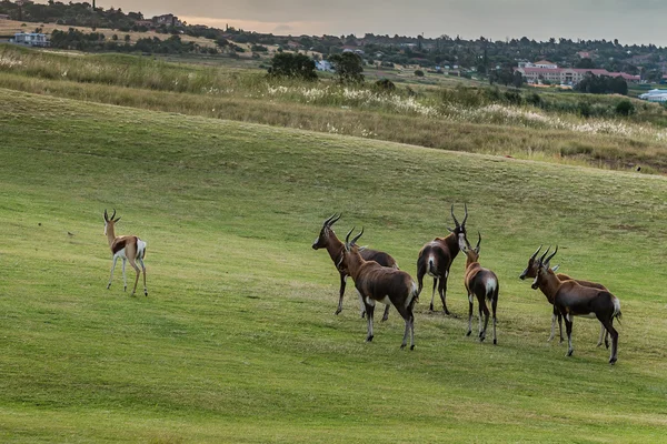Antelope. South Africa. — Stock Photo, Image