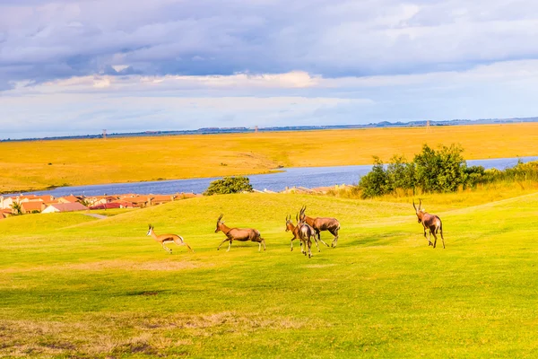 Antilop. Güney Afrika. — Stok fotoğraf