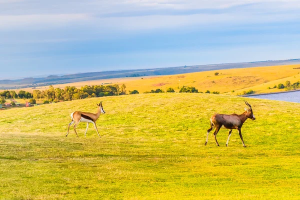 Antelope. South Africa. — Stock Photo, Image