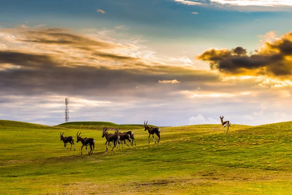 Antelope. South Africa. — Stock Photo, Image