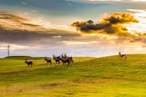 Antelope. South Africa.