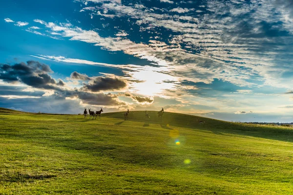 Antílope. África do Sul . — Fotografia de Stock