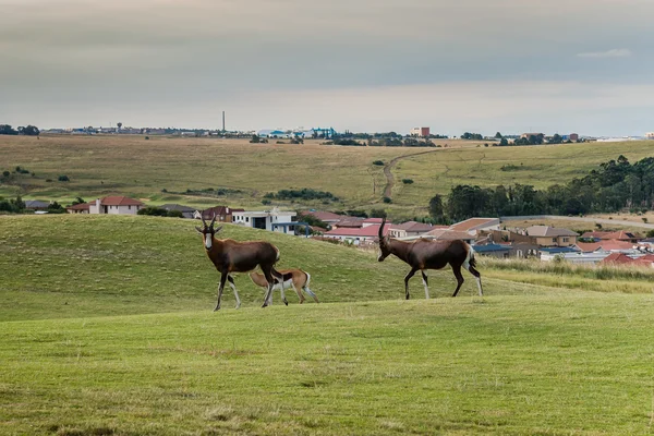 Une antilope. Afrique du Sud . — Photo