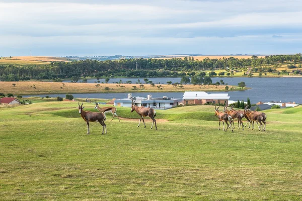 Antelope. Zuid-Afrika. — Stockfoto