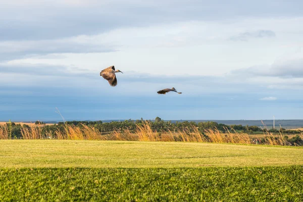 Los pájaros vuelan. Sudafrica . —  Fotos de Stock