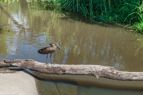 Bird traverse la rivière. Afrique du Sud — Photo