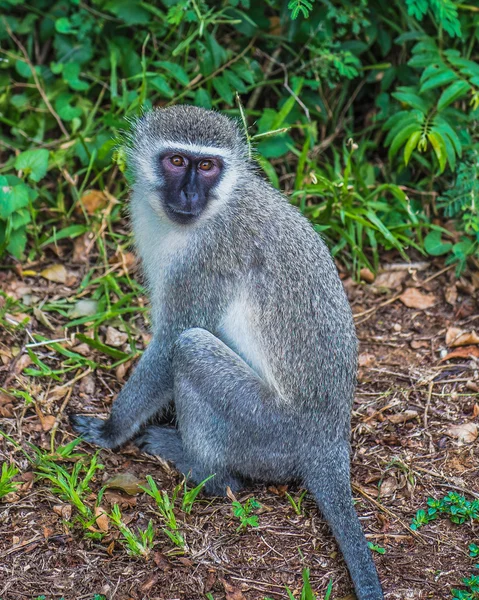 猿。南アフリカ. — ストック写真