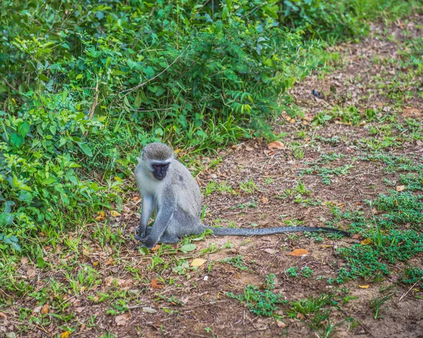 Monkey. South Africa. — Stock Photo, Image