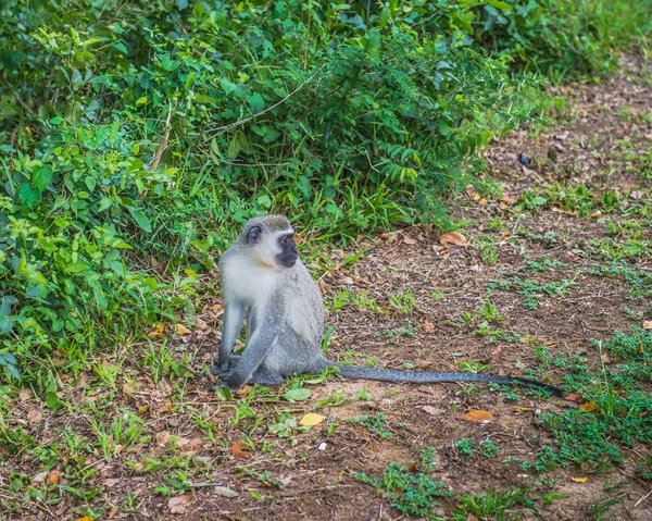 Macaco. África do Sul . — Fotografia de Stock
