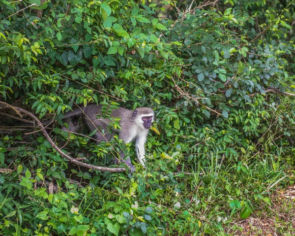 Macaco. África do Sul . — Fotografia de Stock