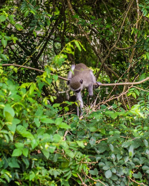 Monkey. South Africa. — Stock Photo, Image