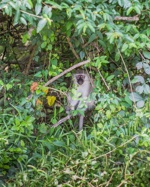 Macaco. África do Sul . — Fotografia de Stock