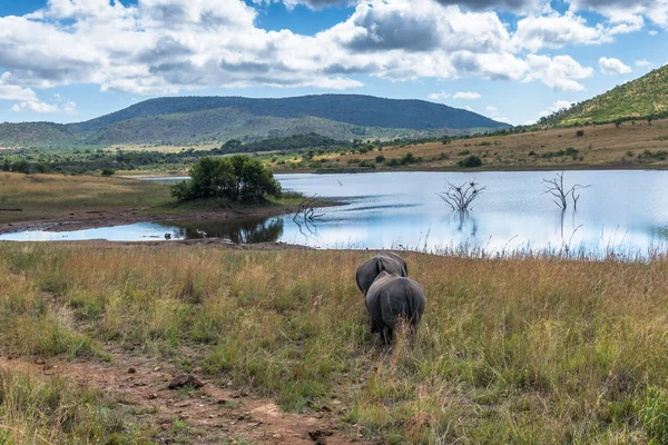 Gergedan. Pilanesberg ulusal park. Güney Afrika.