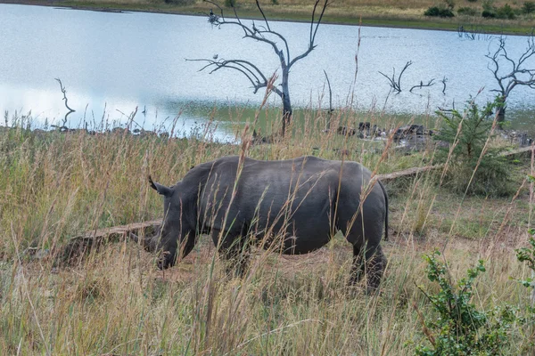 Rinoceronte. Parque Nacional Pilanesberg. Sudafrica . —  Fotos de Stock