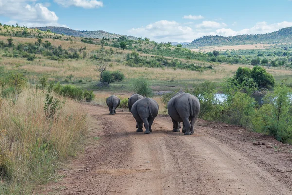 Rinoceronte. Parque Nacional Pilanesberg. Sudafrica . —  Fotos de Stock