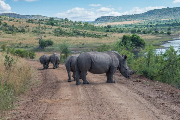 Noshörning. Pilanesberg nationalpark. Sydafrika. — Stockfoto