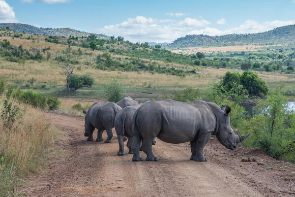 Rhinoceros. Pilanesberg national park. South Africa. — Stock Photo, Image