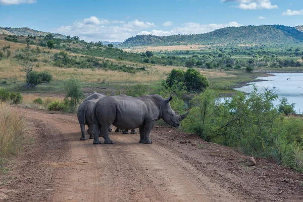 Nosorożec. Pilanesberg national park. Republika Południowej Afryki. — Zdjęcie stockowe