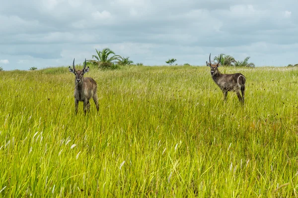 小羚羊、 圣卢西亚。南非. — 图库照片