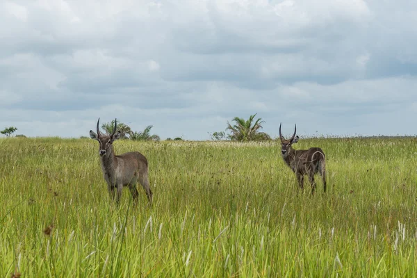 Duiker, Santa Lucía. Sudafrica . —  Fotos de Stock