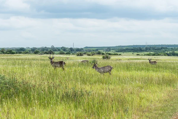 Duiker, St. Lucia. Sør-Afrika . – stockfoto