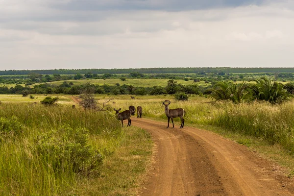 Duiker, Santa Lucía. Sudafrica . —  Fotos de Stock