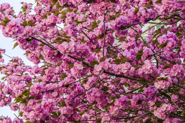 Flores de cerezo — Foto de Stock