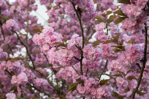 Kirschblüten — Stockfoto