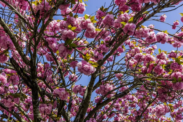 Flores de cerezo — Foto de Stock