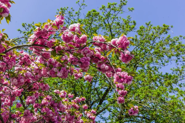 Flores de cerezo — Foto de Stock