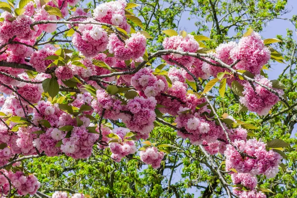 Flores de cerezo — Foto de Stock