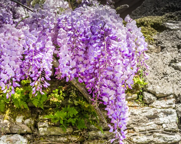 Flores de cerezo — Foto de Stock