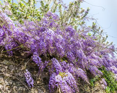 Whisteria çiçek