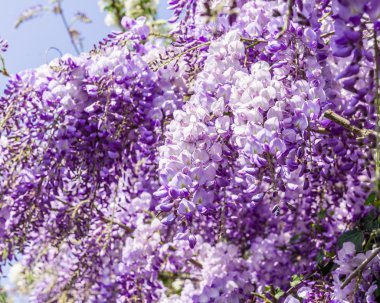 Whisteria çiçek