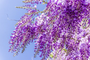 Whisteria çiçek